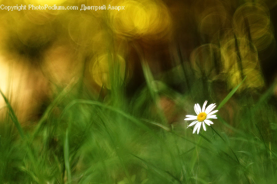 Cosmos, Daisies, Daisy, Flower, Plant, Field, Grass