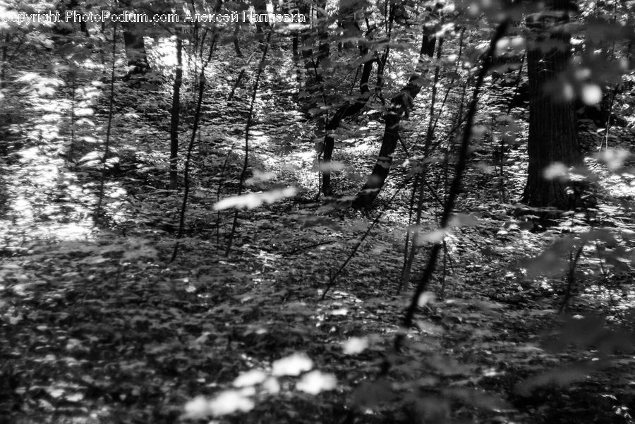 Forest, Vegetation, Grove, Land, Outdoors, Plant, Tree