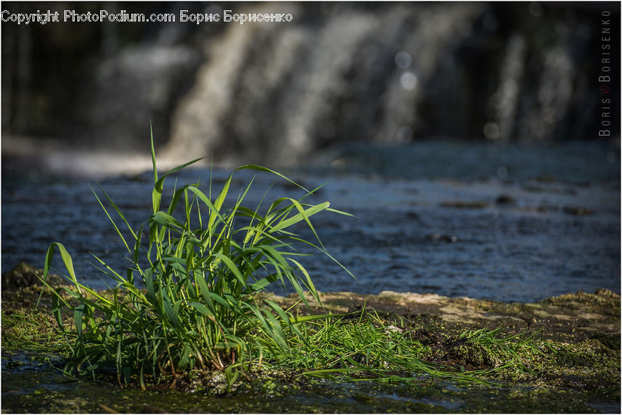 Field, Grass, Grassland, Plant, Moss, Blossom, Flora