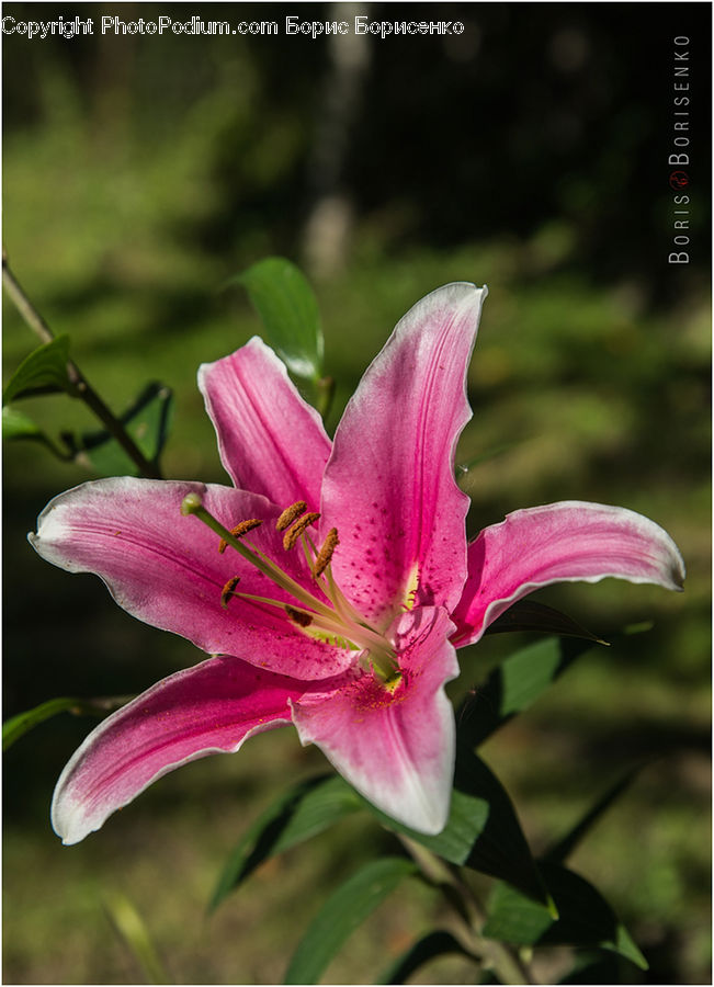 Flora, Flower, Gladiolus, Plant, Lily, Blossom, Geranium
