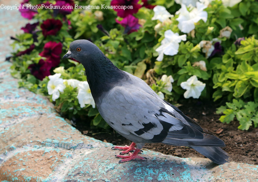 Bird, Pigeon, Dove, Beak, Plant, Blossom, Flora