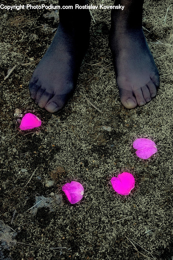 Toe, Blossom, Flora, Flower, Petal, Plant, Glitter