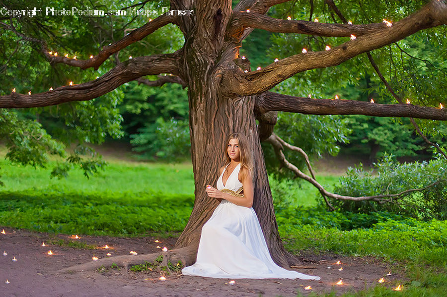 Soil, Conifer, Fir, Plant, Tree, Robe, Evening Dress