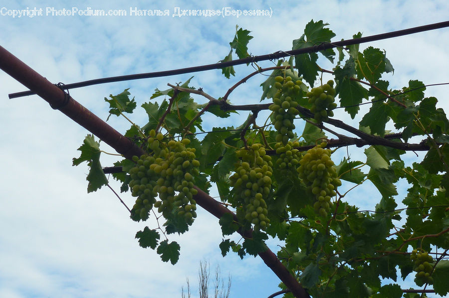 Fruit, Grapes, Oak, Sycamore, Tree, Tree Trunk, Wood