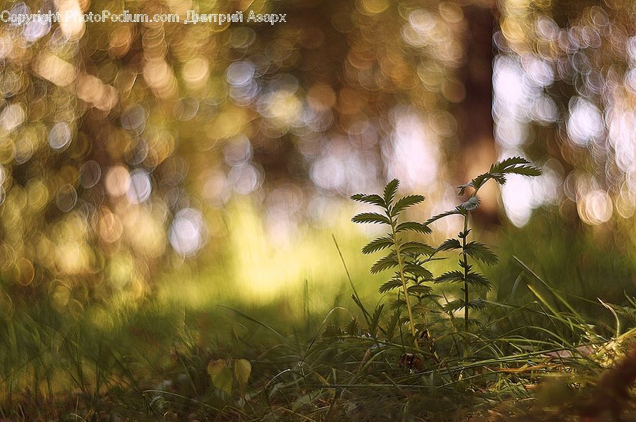 Field, Grass, Grassland, Plant, Moss, Blossom, Flora