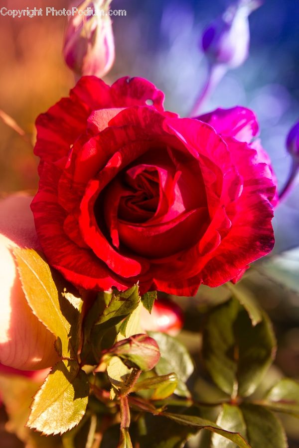 People, Person, Blossom, Flower, Plant, Rose, Human