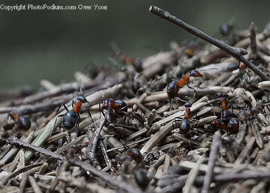Ant, Insect, Invertebrate, Rubble, Conifer, Fir, Plant