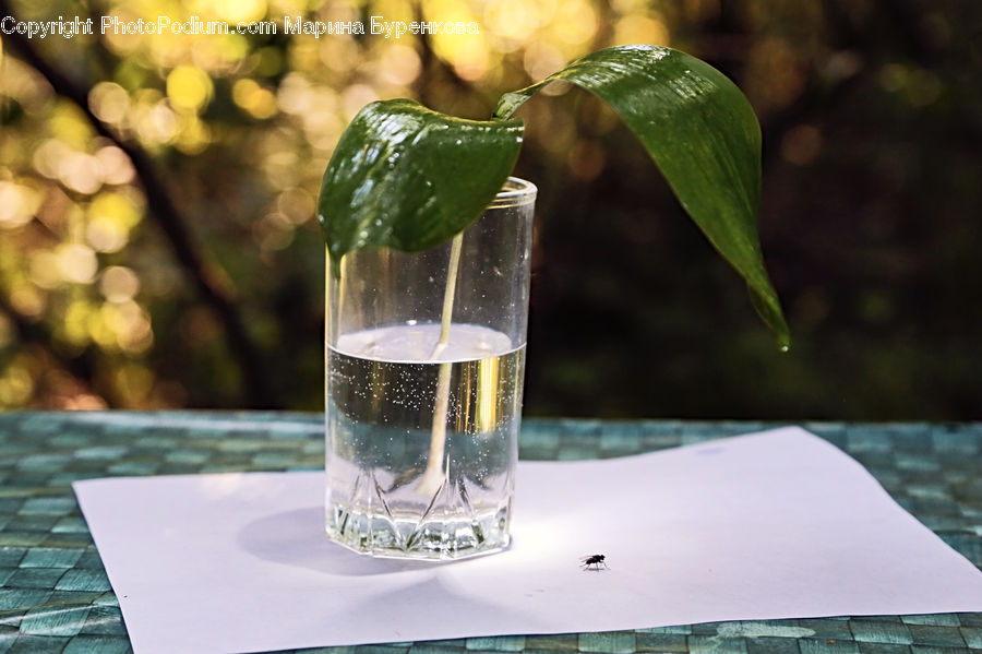 Alcohol, Beer, Beer Glass, Beverage, Glass, Cocktail, Mint