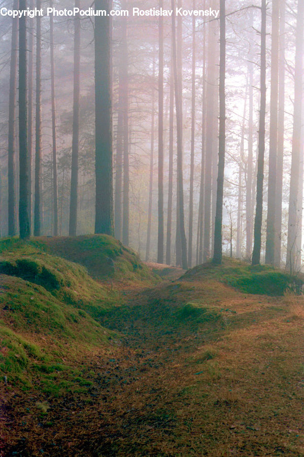 Forest, Vegetation, Fir, Redwood, Tree, Wood, Fog