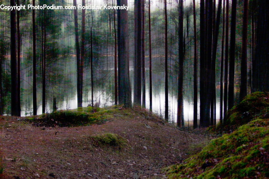 Forest, Vegetation, Moss, Plant, Grove, Land, Fir