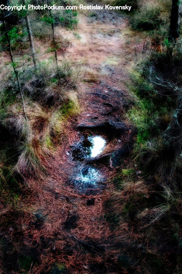 Fractal, Forest, Vegetation, Grove, Land, Outdoors, Conifer