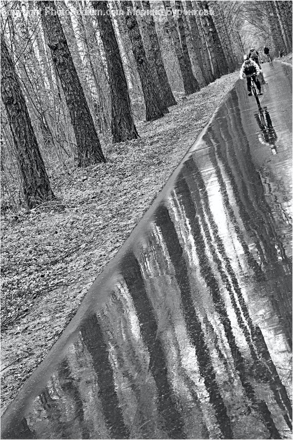 Path, Trail, Forest, Vegetation, Outdoors, Plant, Tree
