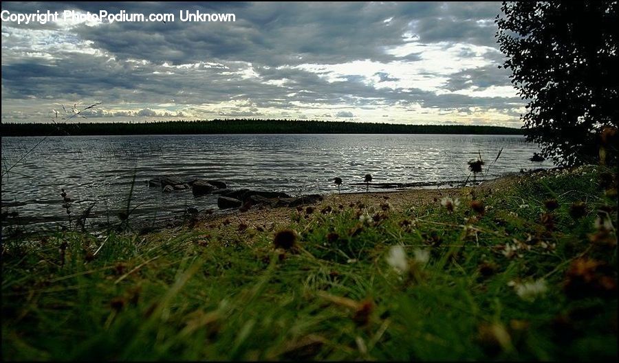 Plant, Potted Plant, Forest, Grove, Land, Vegetation, Coast
