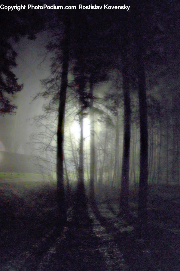 Light, Dawn, Dusk, Sky, Sunrise, Sunset, Forest
