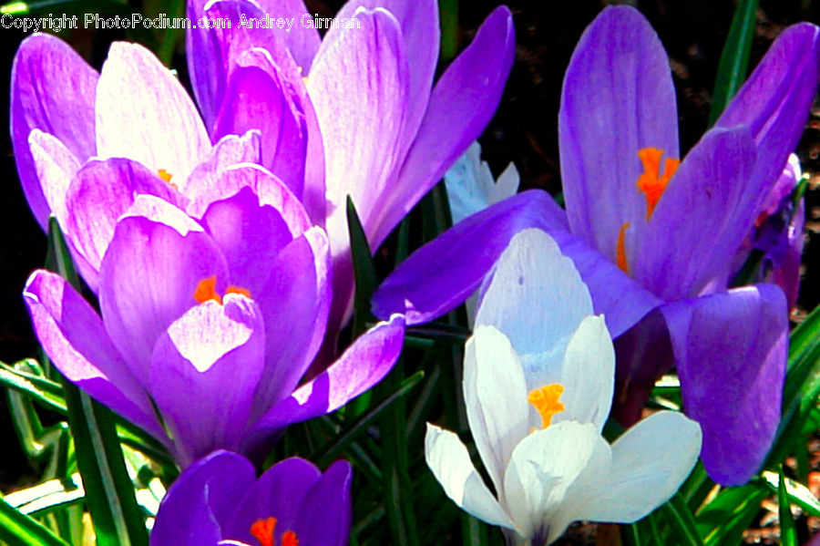 Blossom, Crocus, Flora, Flower, Plant, People, Person