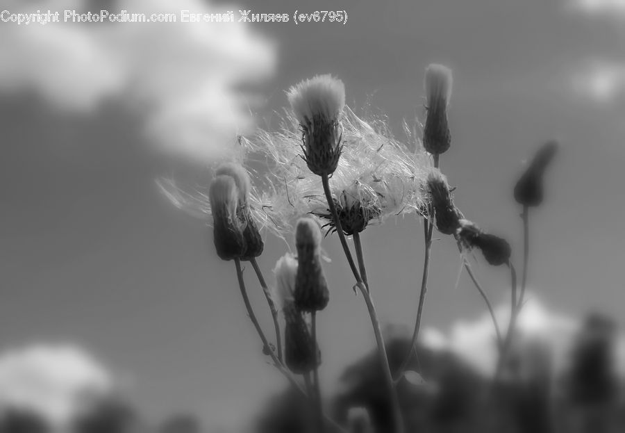 Blossom, Flora, Flower, Plant, Anther, Petal, Anemone