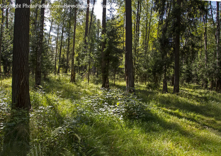 Forest, Vegetation, Jungle, Rainforest, Grove, Land, Fir