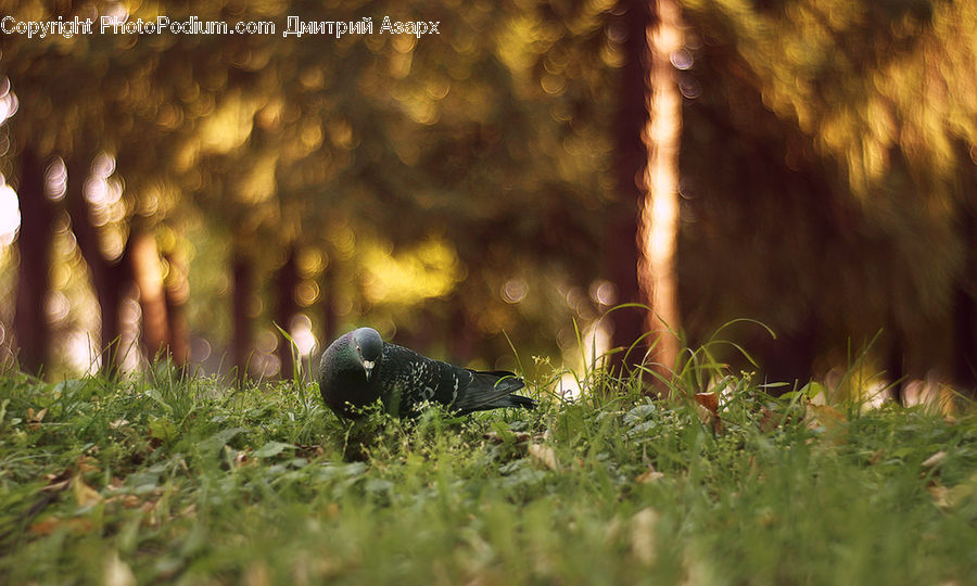 Field, Grass, Grassland, Plant, Bird, Pigeon, Dove
