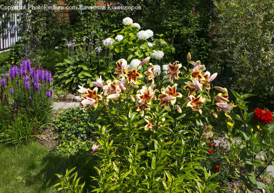 Blossom, Flora, Flower, Plant, Crocus, Garden, Herbal