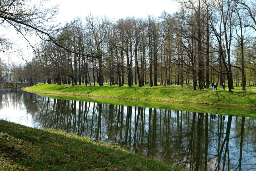 Outdoors, Pond, Water, Forest, Vegetation, Field, Grass