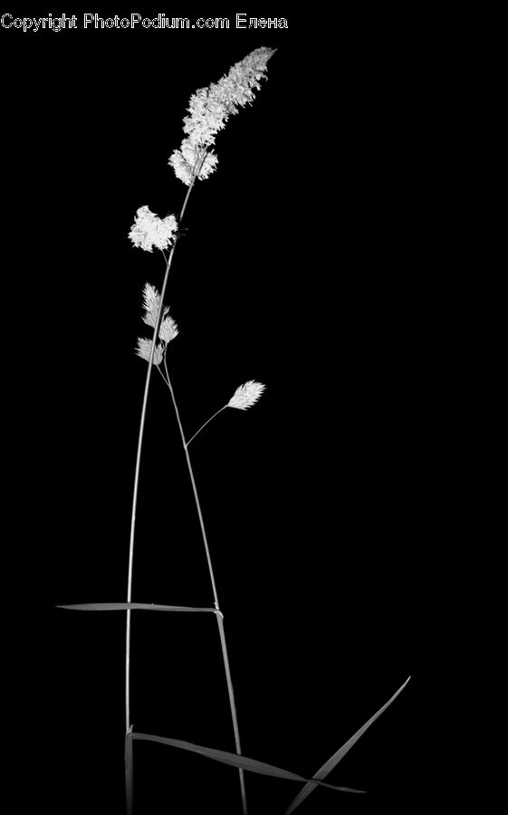 Astronomy, Grass, Plant, Reed, Alphabet, Ampersand, Silhouette