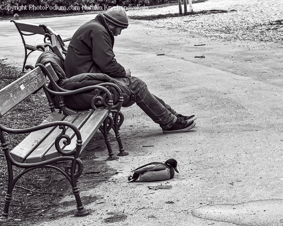 People, Person, Human, Bench, Bird, Penguin, Duck