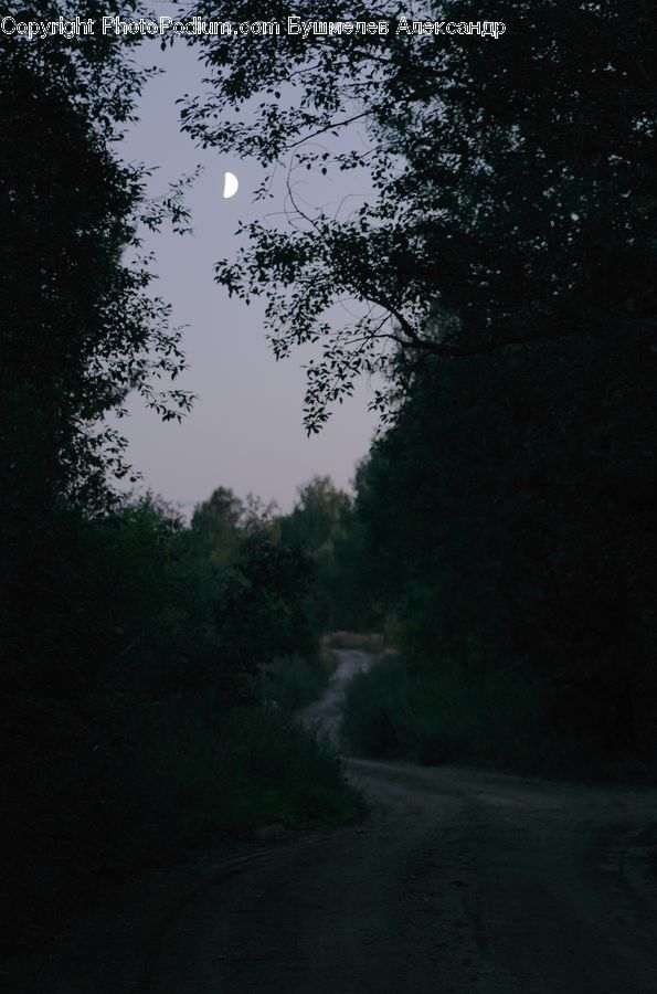 Dirt Road, Gravel, Road, Forest, Vegetation, Jungle, Rainforest