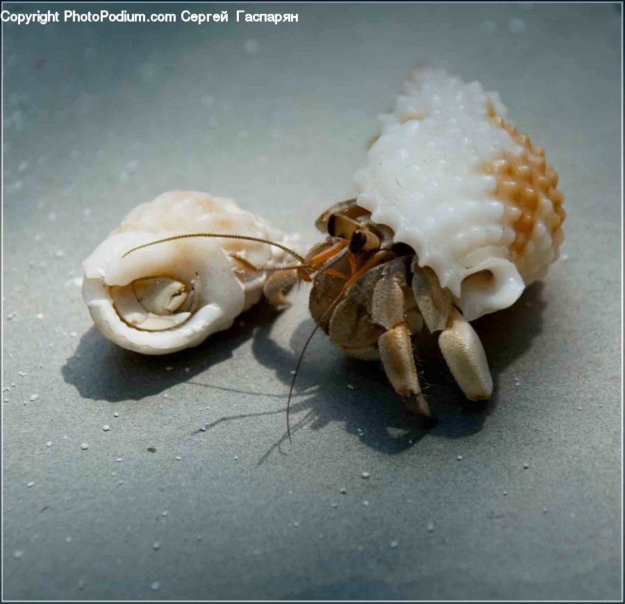 Crab, Invertebrate, Sea Life, Seafood, Food, Garlic, Plant