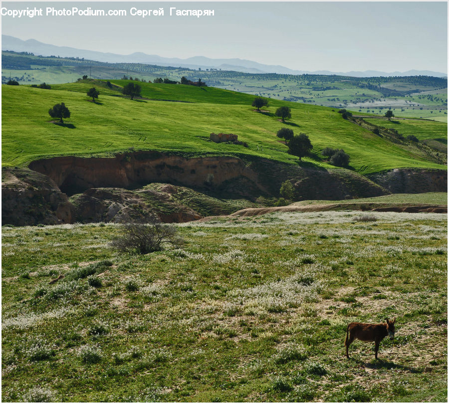 Countryside, Grassland, Meadow, Outdoors, Pasture, Ranch, Field