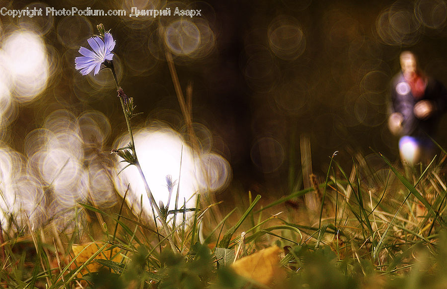 Insect, Invertebrate, Mantis, Plant, Weed, Field, Grass