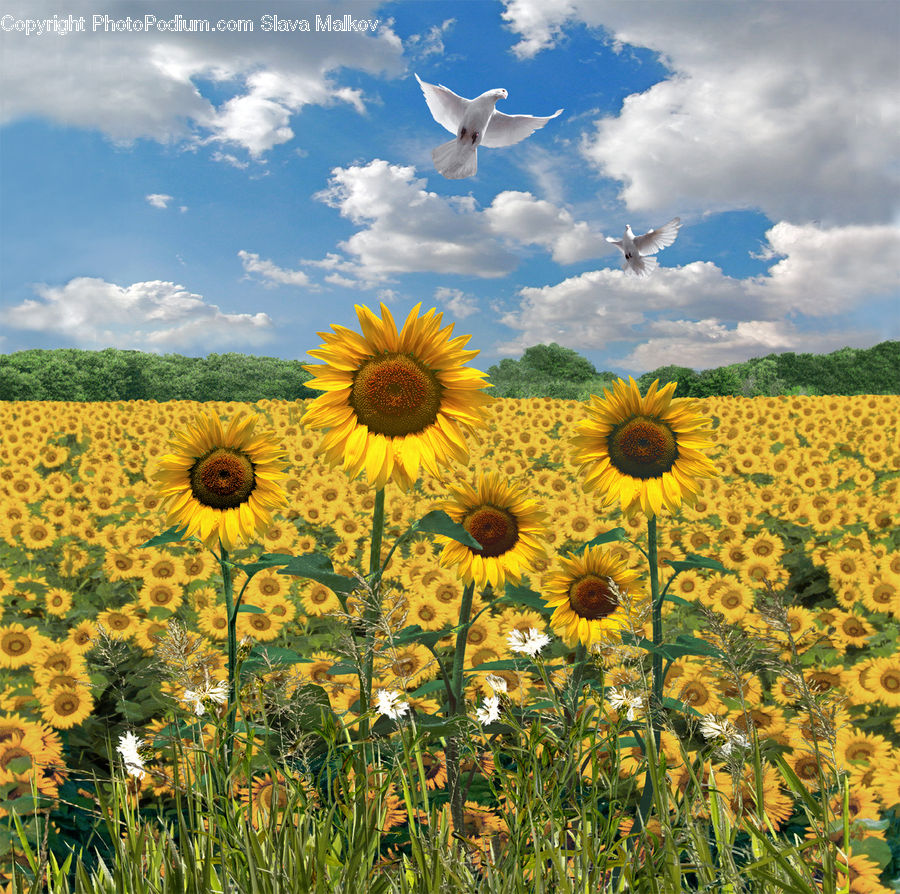 Field, Grass, Grassland, Meadow, Outdoors, Pasture, Blossom