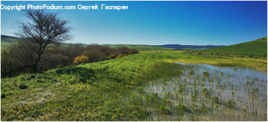 Field, Grass, Grassland, Land, Outdoors, Forest, Grove