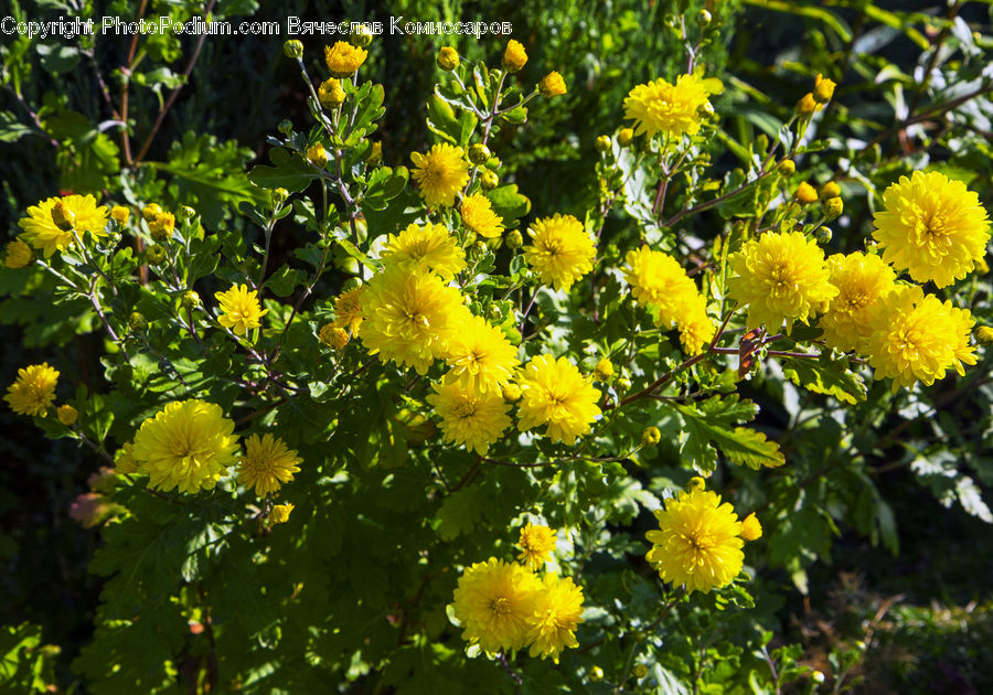 Flower, Mimosa, Plant, Blossom, Flora, Daisies, Daisy