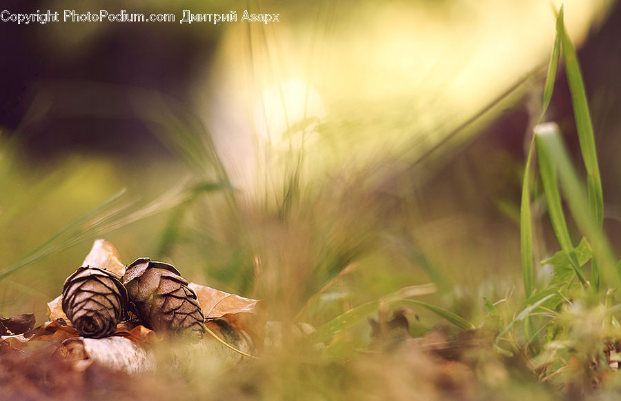 Insect, Invertebrate, Mantis, Moss, Plant, Amaryllis, Flower