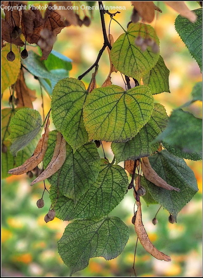Herbs, Mint, Plant, Ivy, Vine, Blossom, Flora
