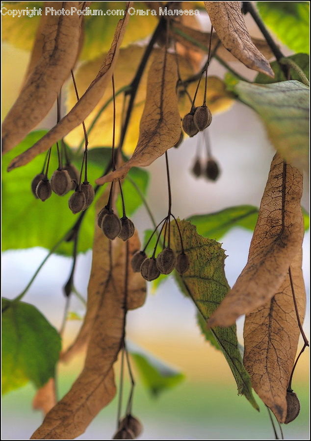 Veins, Birch, Tree, Wood, Plant, Vine, Blossom