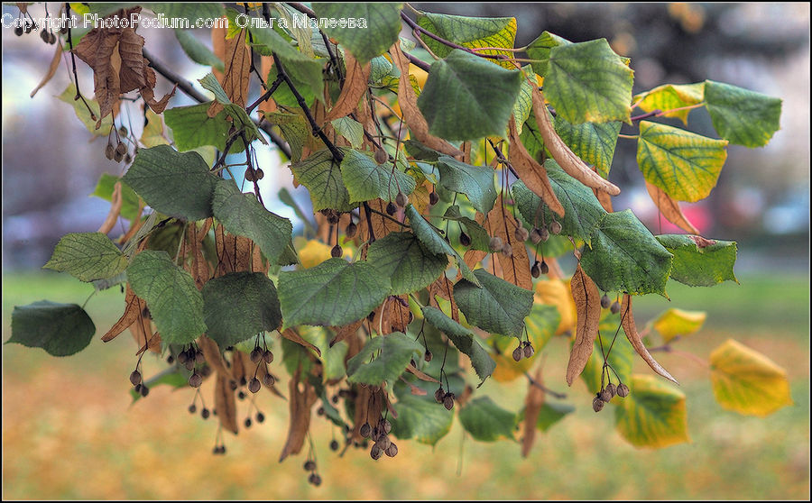 Ivy, Plant, Vine, Blossom, Flora, Flower, Fruit