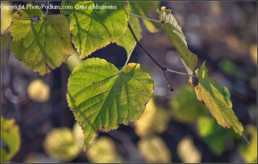 Leaf, Plant, Fruit, Grapes, Blossom, Flora, Flower