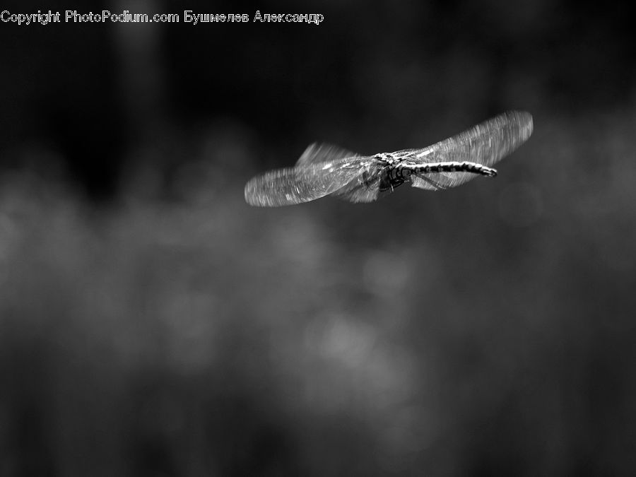 Anisoptera, Dragonfly, Insect, Invertebrate