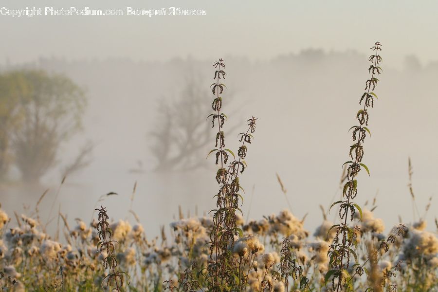 Field, Grass, Grassland, Plant, Fog, Mist, Outdoors