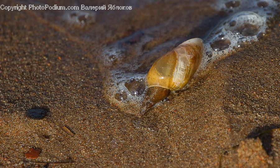 Conch, Invertebrate, Sea Life, Seashell, Cockroach, Insect