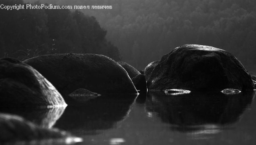 Head, Portrait, Water, Rock, Forest, Jungle, Rainforest