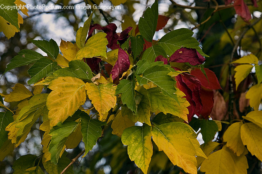Plant, Potted Plant, Leaf, Ivy, Vine, Fruit, Grapes