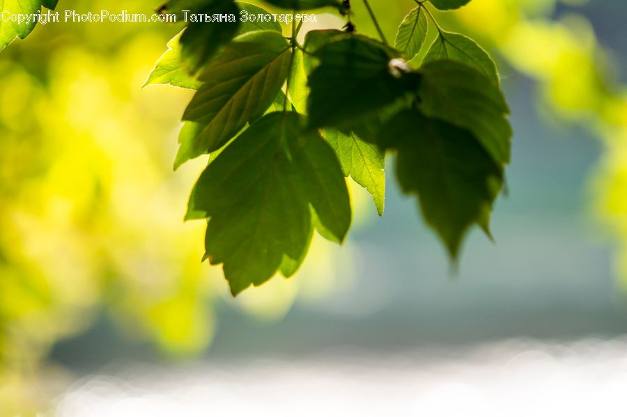 Plant, Leaf, Veins, Fruit, Grapes, Blossom, Flora