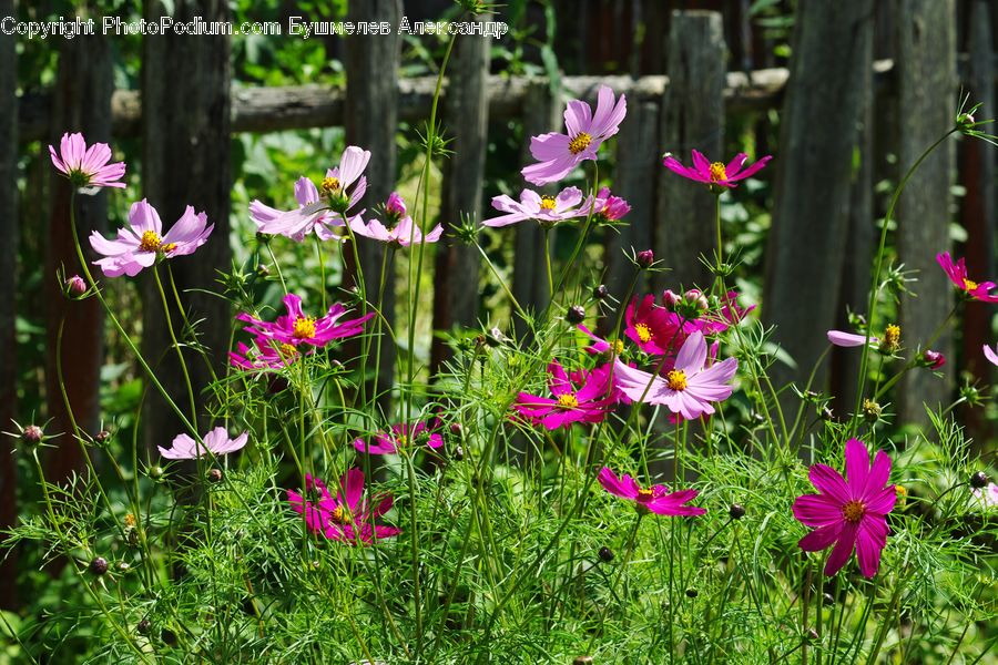 Cosmos, Aquilegia, Blossom, Flora, Flower, Plant, Aster