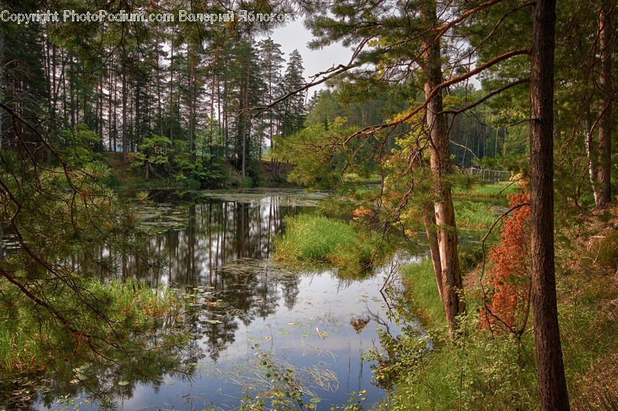 Land, Marsh, Outdoors, Swamp, Water, Creek, River