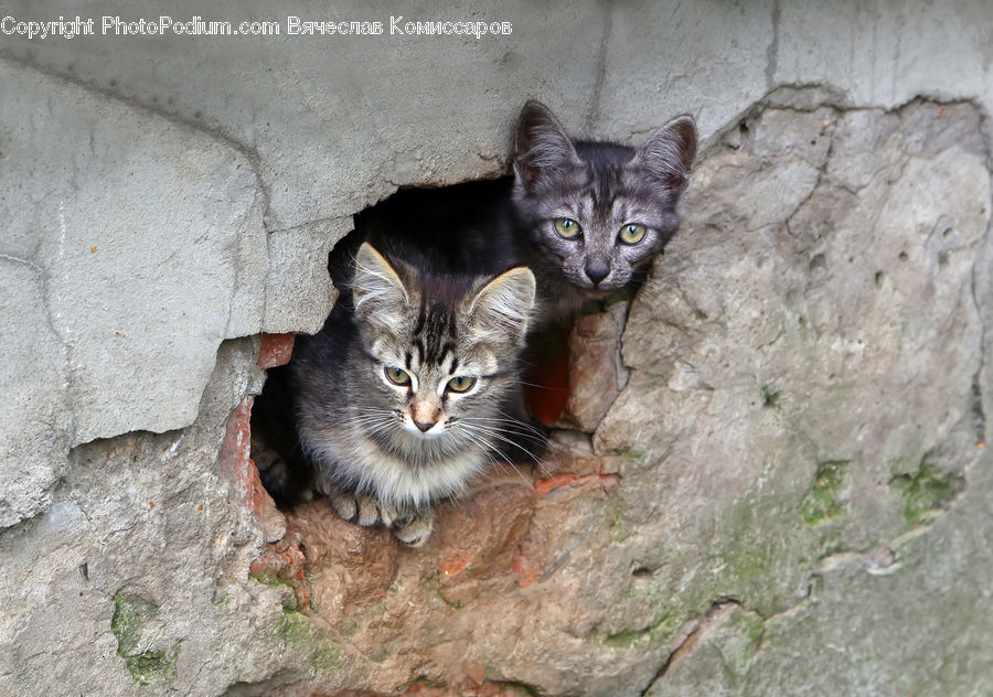Animal, Cat, Kitten, Mammal, Pet, Manx, Rock
