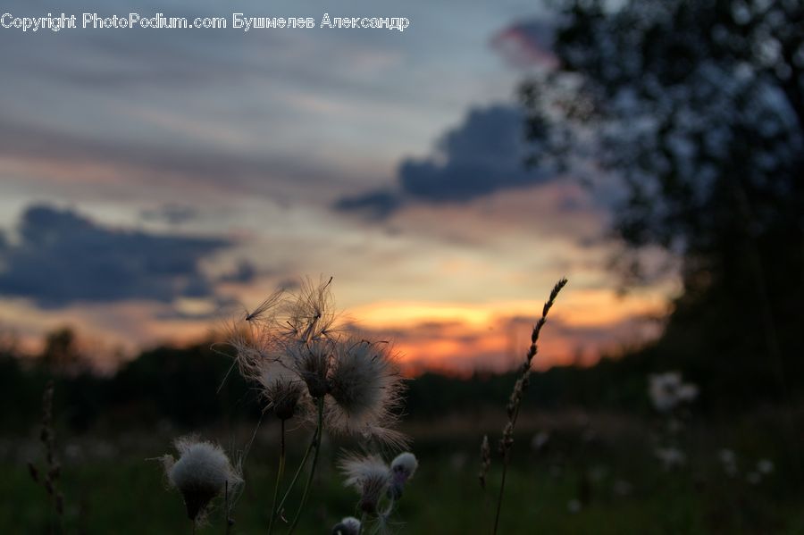 Field, Grass, Grassland, Plant, Dandelion, Flower, Land