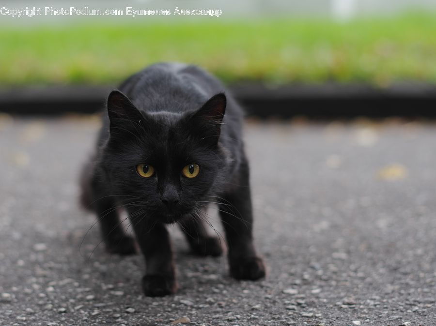 Animal, Black Cat, Cat, Mammal, Pet, Manx, Kitten