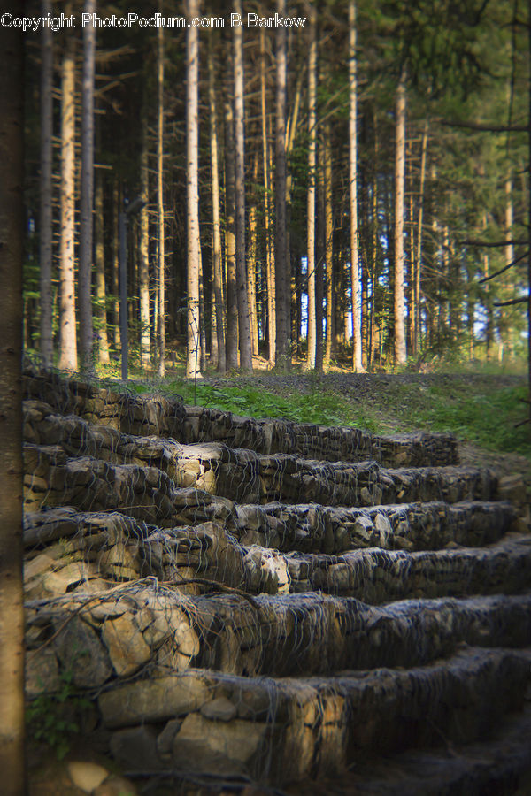 Rock, Lumber, Forest, Vegetation, Conifer, Fir, Plant